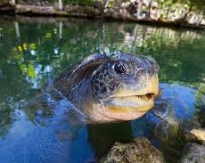 Save-a-Turtle-of-the-Florida-Keys-Islamorada-Florida-Keys.jpeg