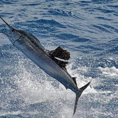 World-Sailfish-Championship-Clearwater-Florida.jpg