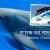 key-west-dolphin-tours