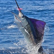 Islamorada Fishing Club Sailfish Tournament - Islamorada