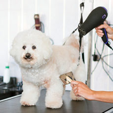 Grooming-By-Debbie-Key-Largo-Florida-Keys.jpg