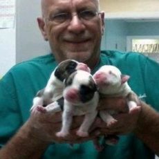 Key-West-Vets-and-Pets-Key-West-Florida-Keys.jpeg