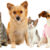 Teri Hickson Pet Sitting : Training - Marathon, Florida Keys