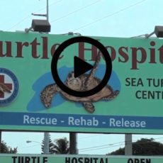Dick Ramsay Assists In A Promo With The Turtle Hospital