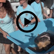 The Turtle Hospital released 6 turtles into the Gulf of Mexico on August 28, 2017